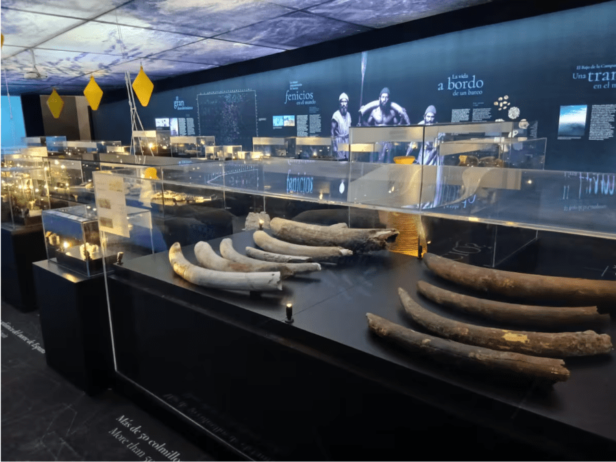 La mitad de los pecios fenicios encontrados en todo el Mediterráneo se han hallado en aguas de la Región